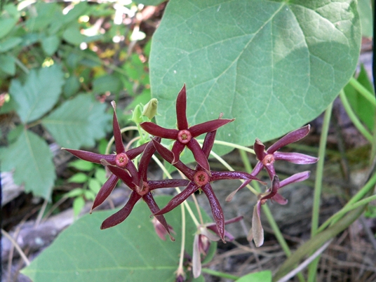 {Matelea obliqua}